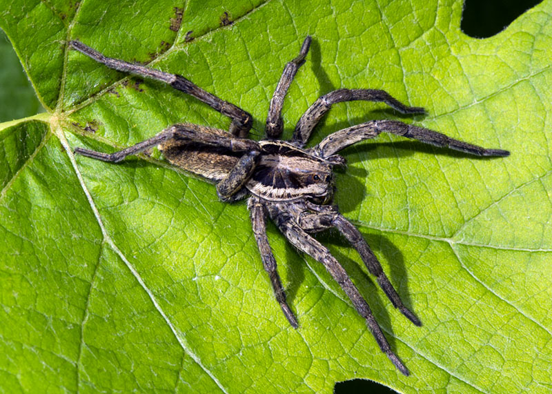 Lycosidae:  Hogna radiata - L''Aquila